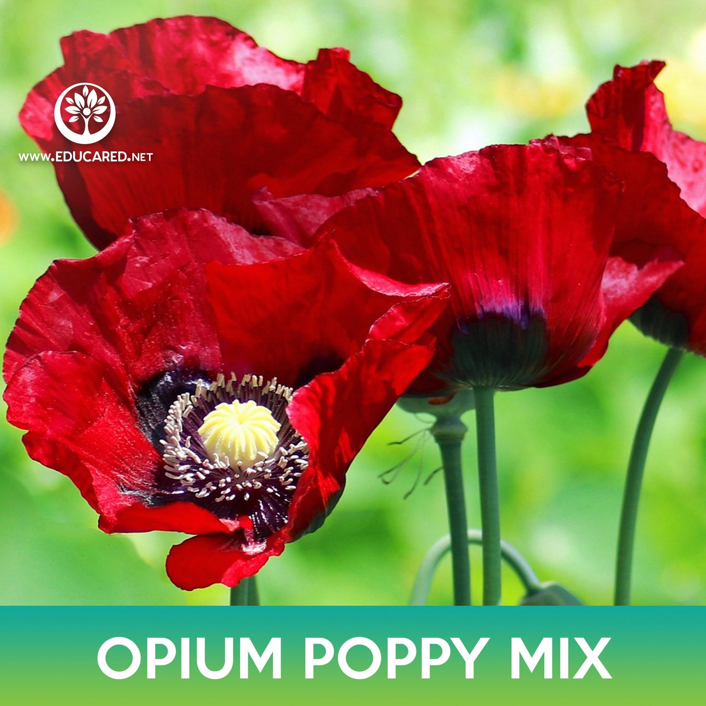 Poppy Mix Seeds, Papaver Somniferum