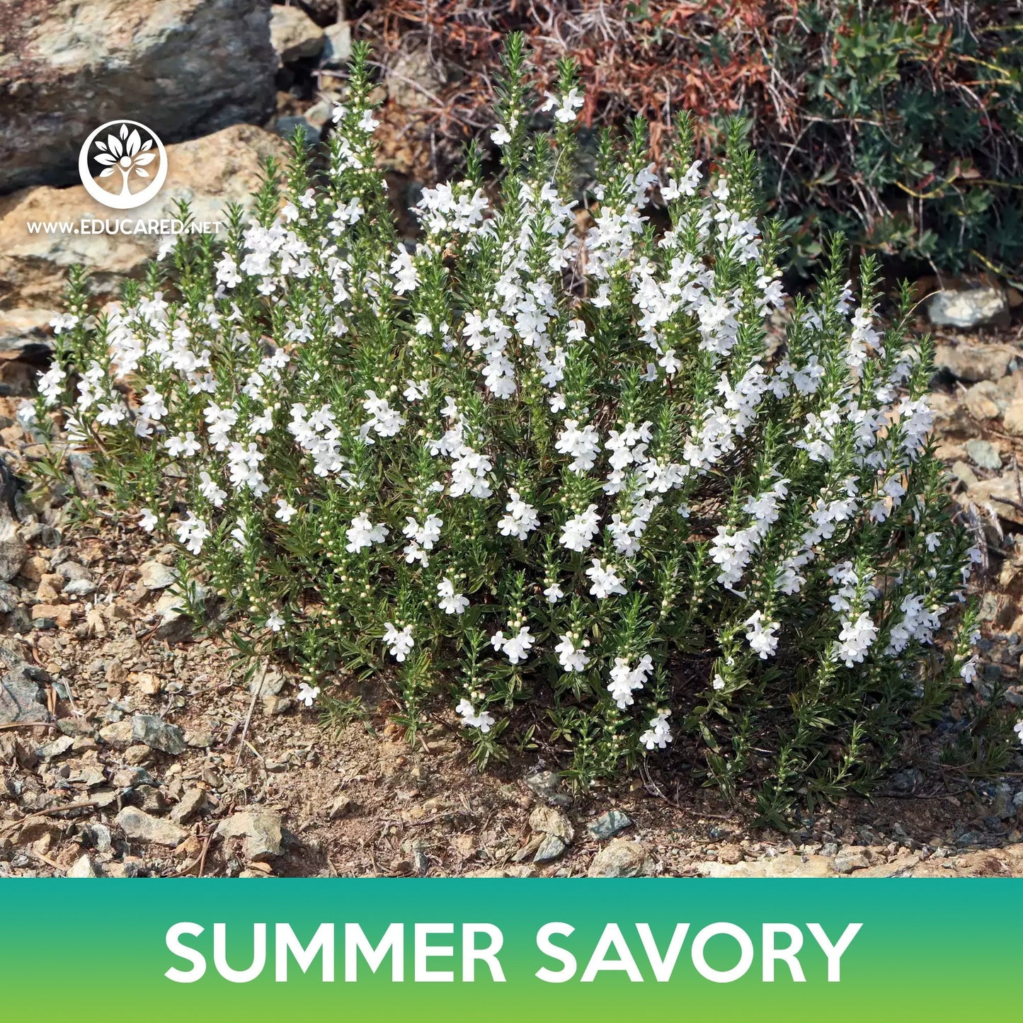 Summer Savory Seeds