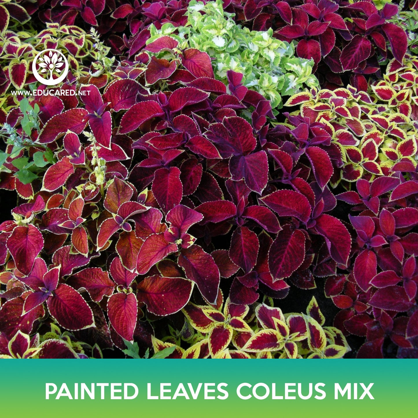 Painted Leaves Coleus Mix Seeds