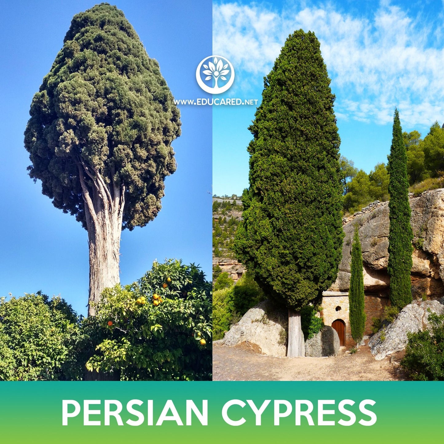Persian Cypress Seeds