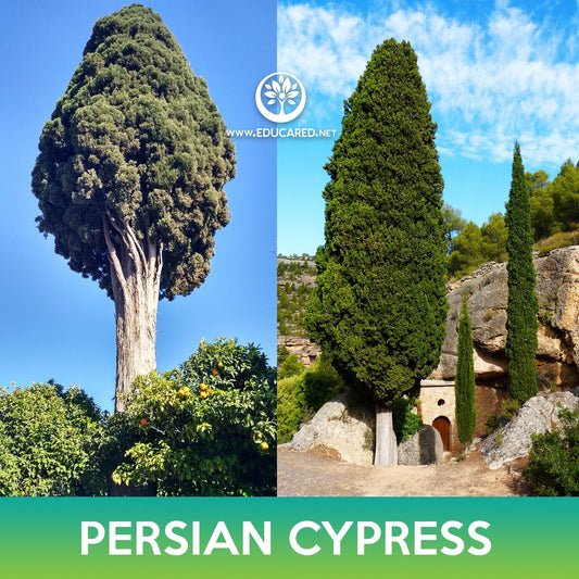 Persian Cypress Seeds