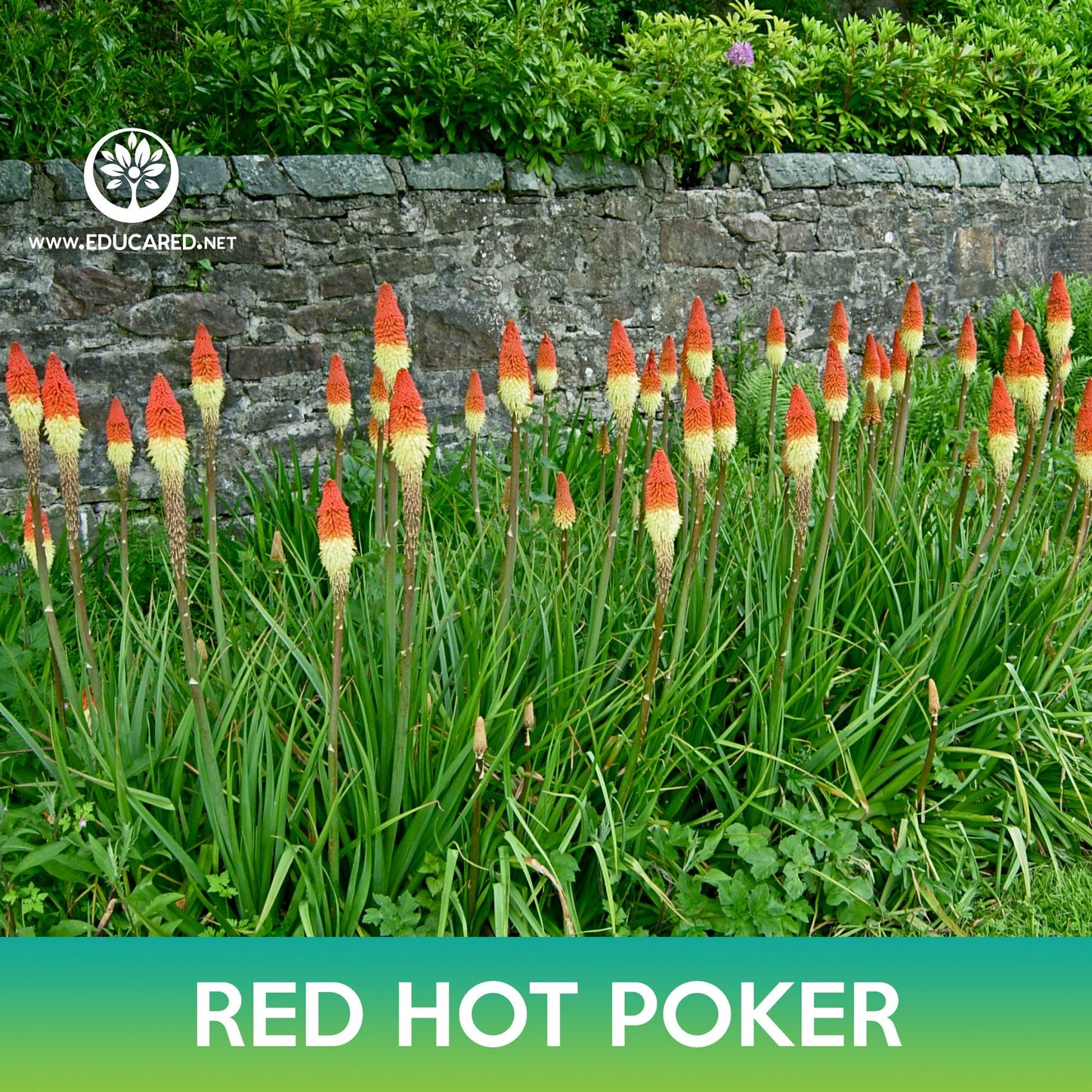 Red Hot Poker Seeds