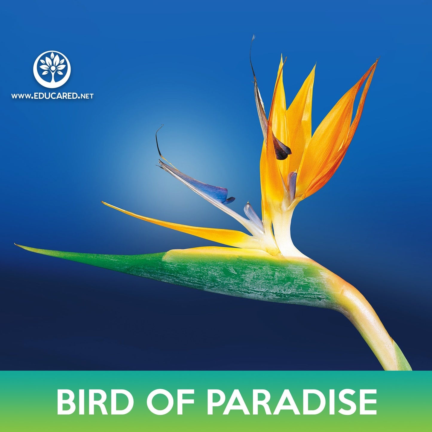 Bird of Paradise Seeds, Strelitzia reginae