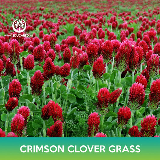Crimson Clover Grass Seeds
