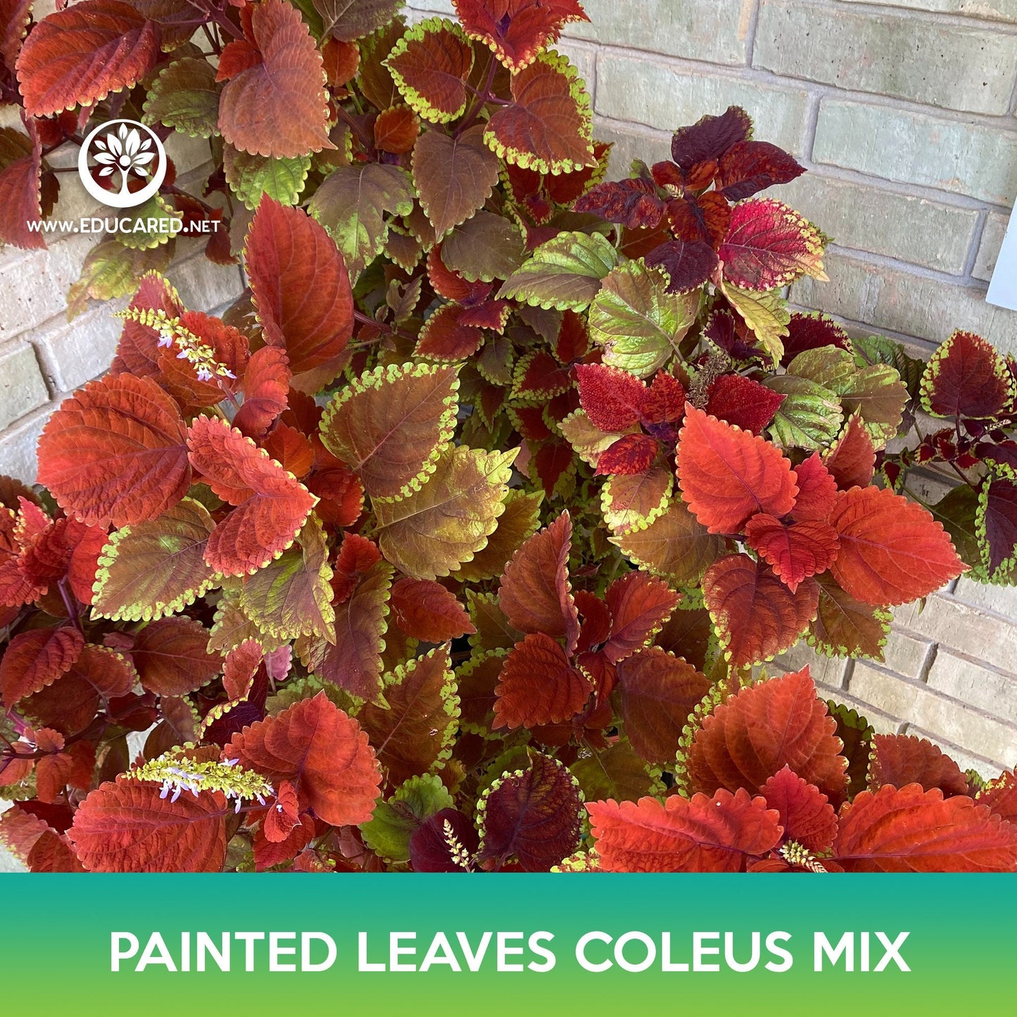 Painted Leaves Coleus Mix Seeds