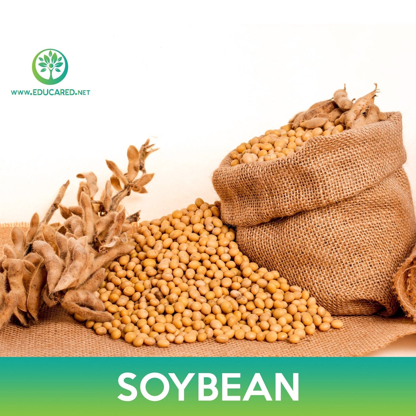 Soybean Seeds