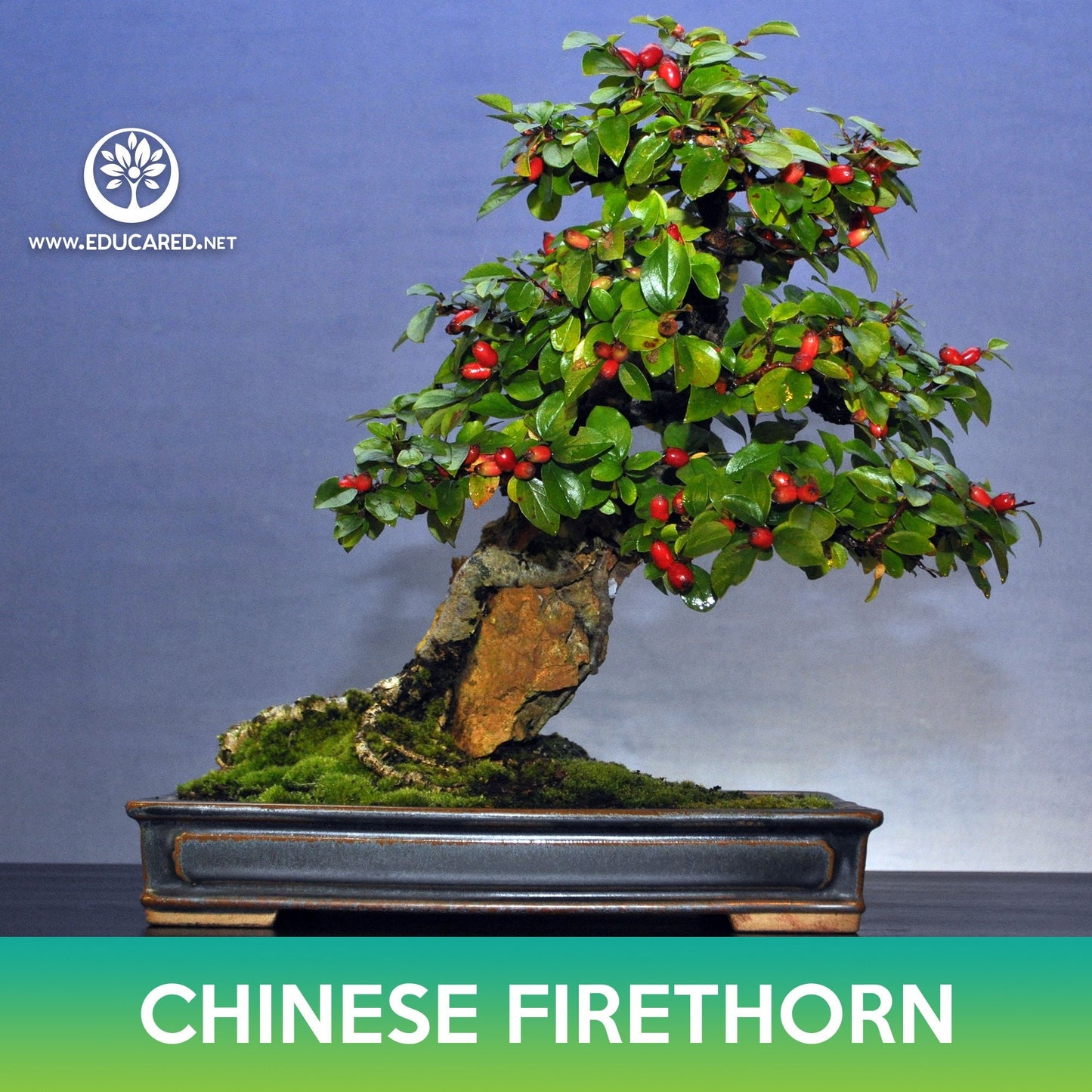 Chinese Firethorn Tree Seeds, Pyracantha fortuneana