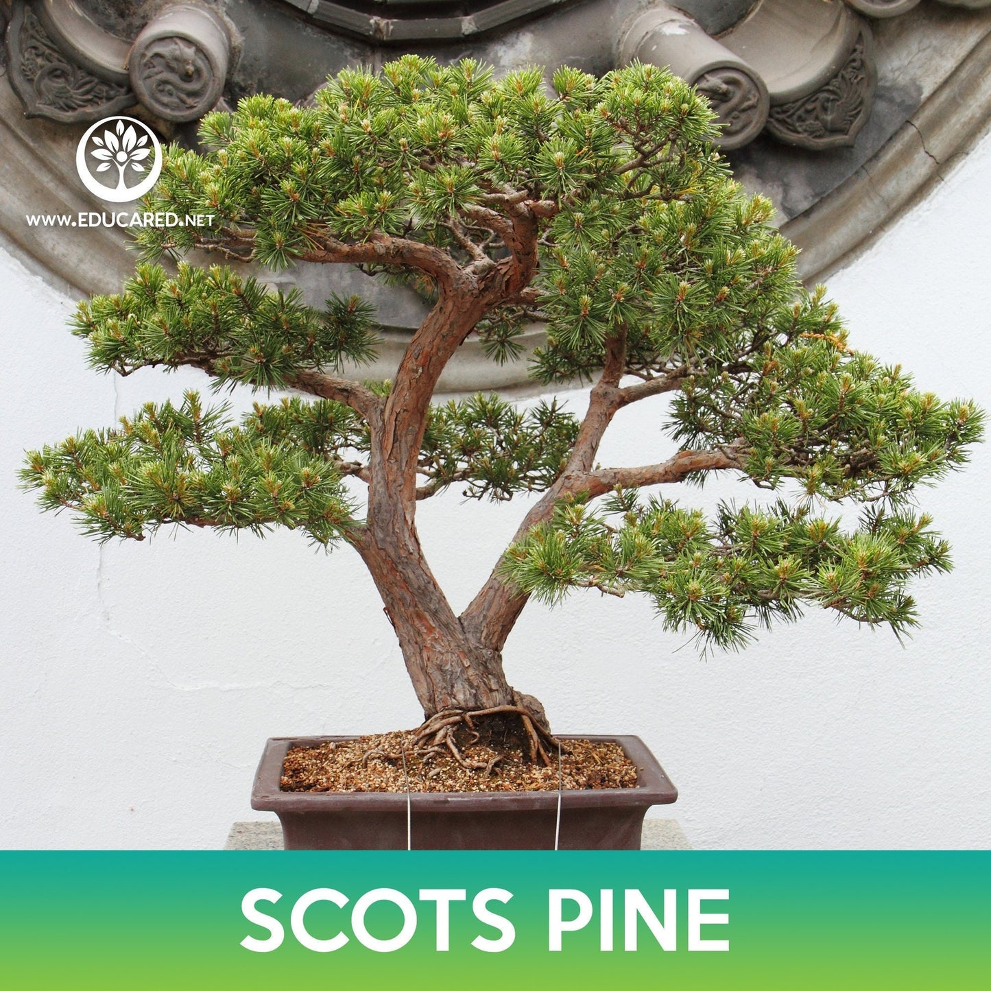 Scots Pine Tree Seeds
