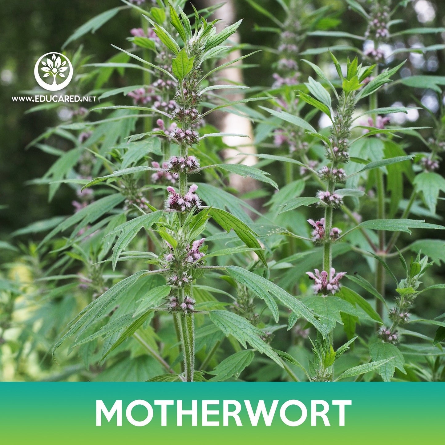 Motherwort Seeds
