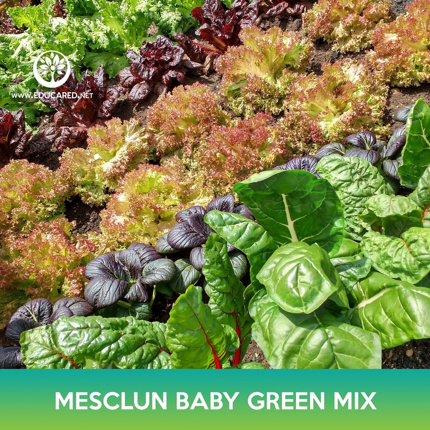 Mesclun Baby Green Mix Seeds