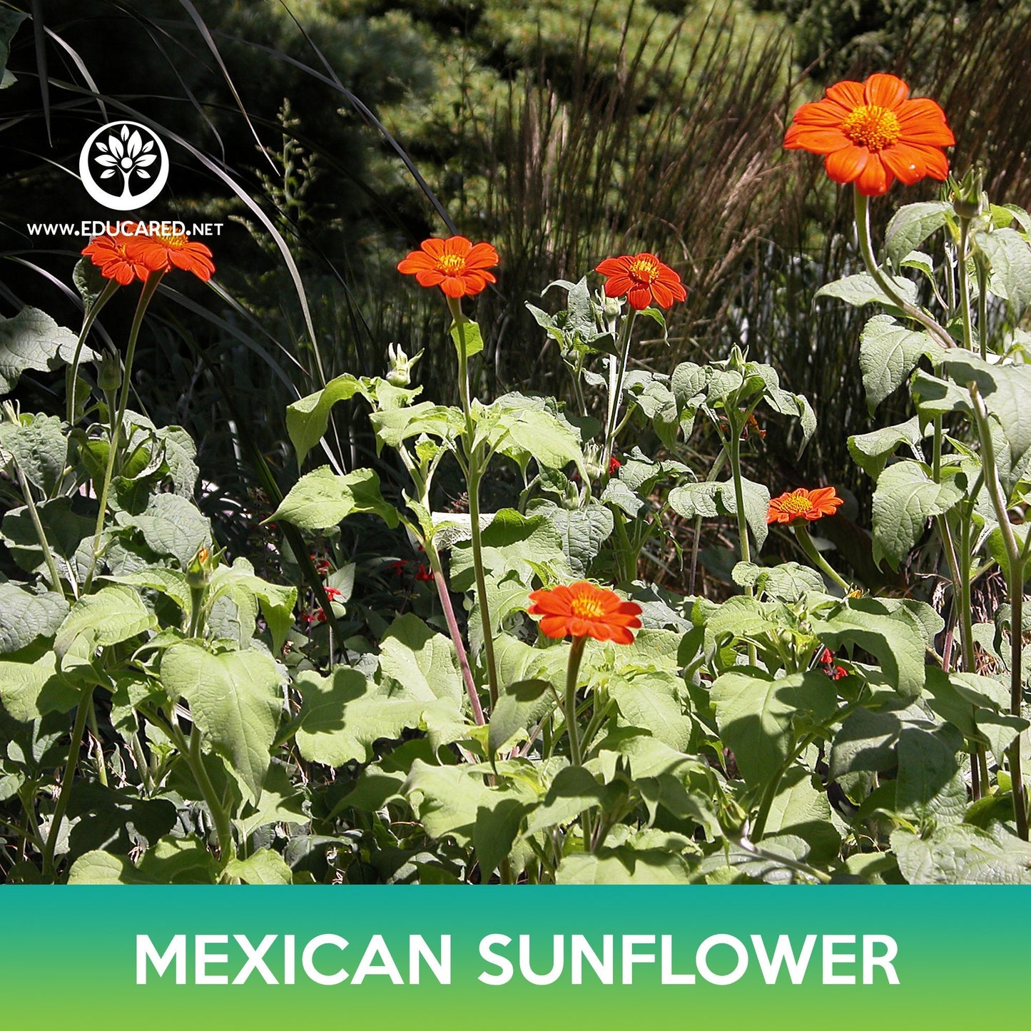 Mexican Sunflower Seeds