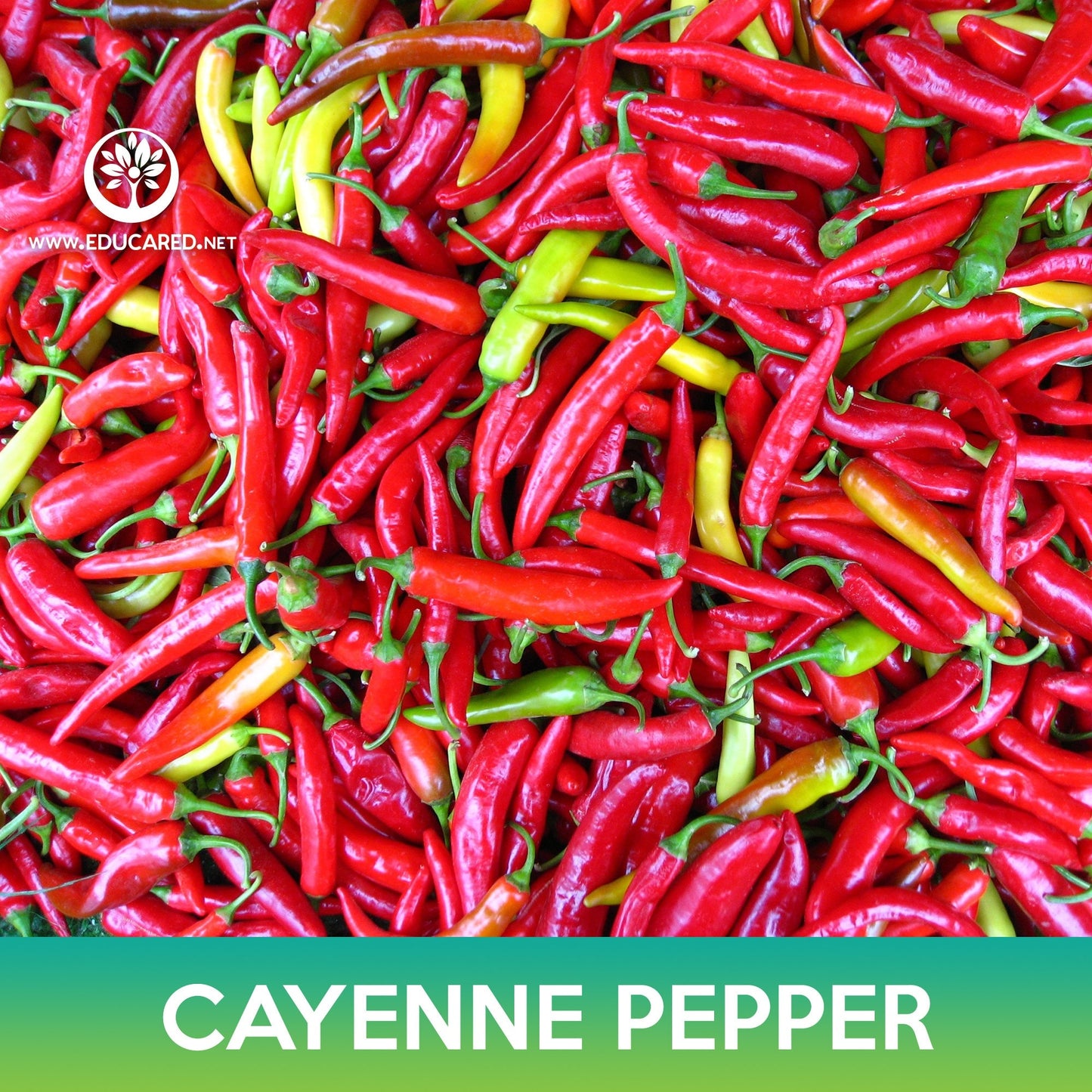 Cayenne Pepper Seeds