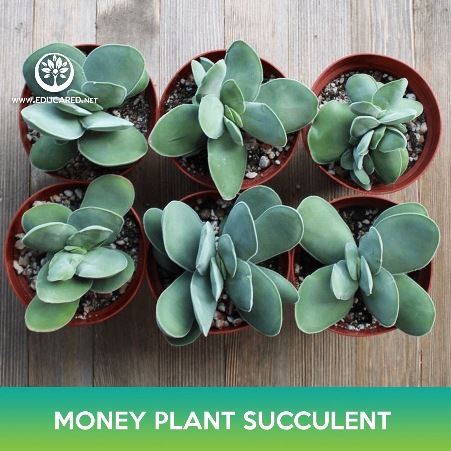 Money Plant Succulent Seeds, Crassula obvallata