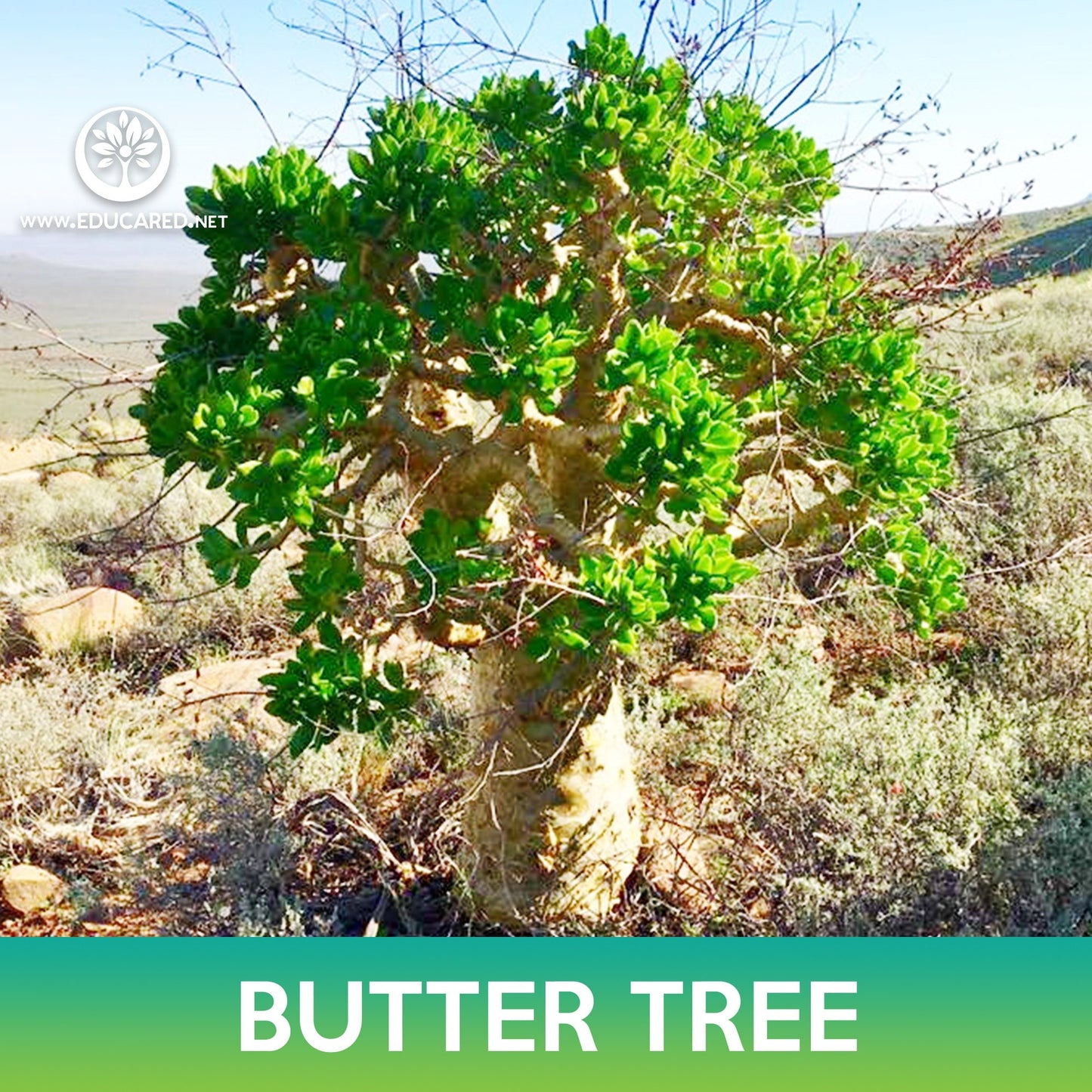 Butter Tree Succulents Seeds, Tylecodon paniculatus
