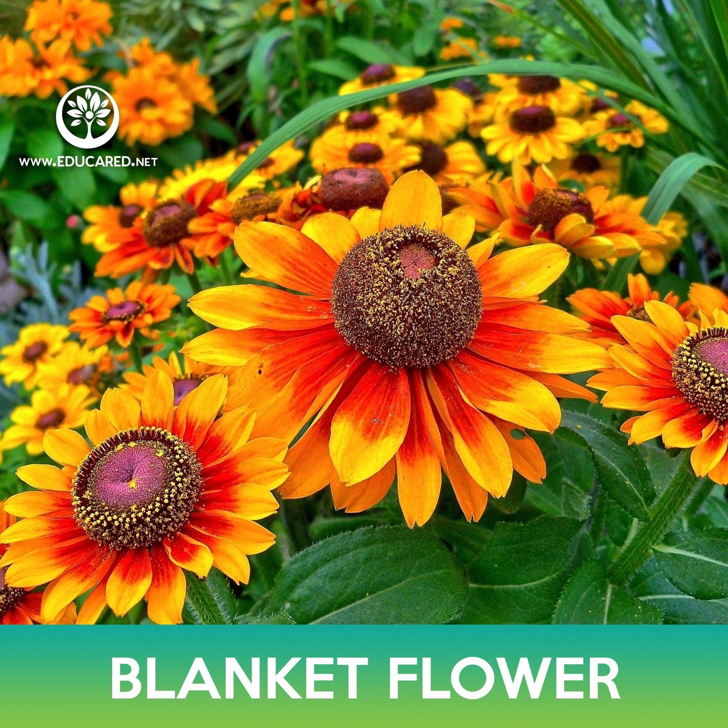 Blanket Flower Seeds
