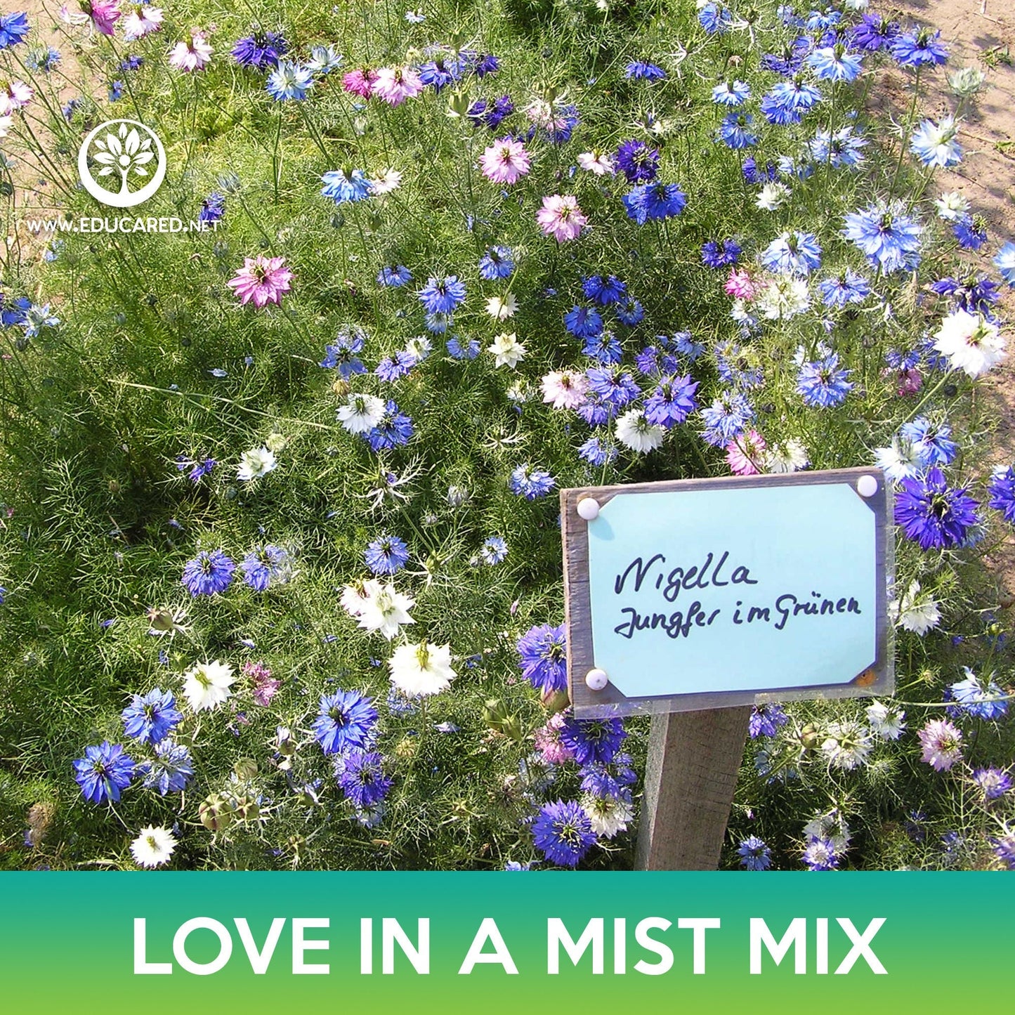 Love-In-A-Mist Flower Mix Seeds, Nigella damascena