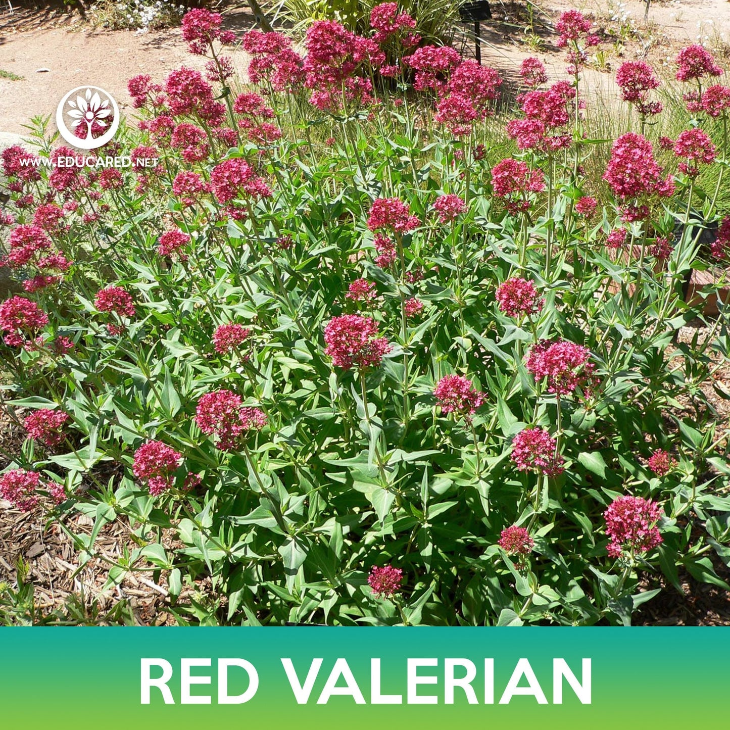 Red Valerian Flower Seeds, Jupiter's Beard