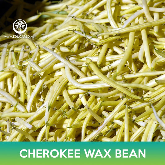 Cherokee Wax Bean Seeds
