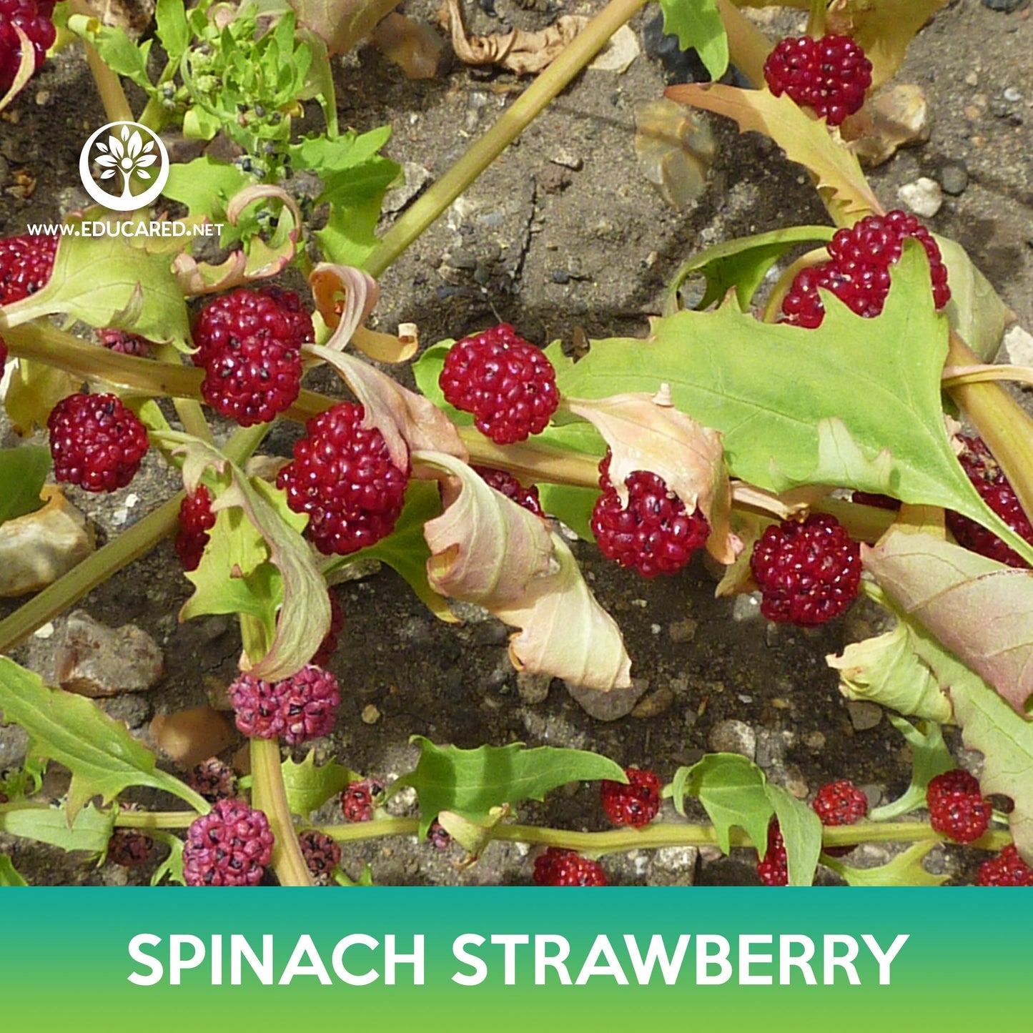 Spinach Strawberry Seeds