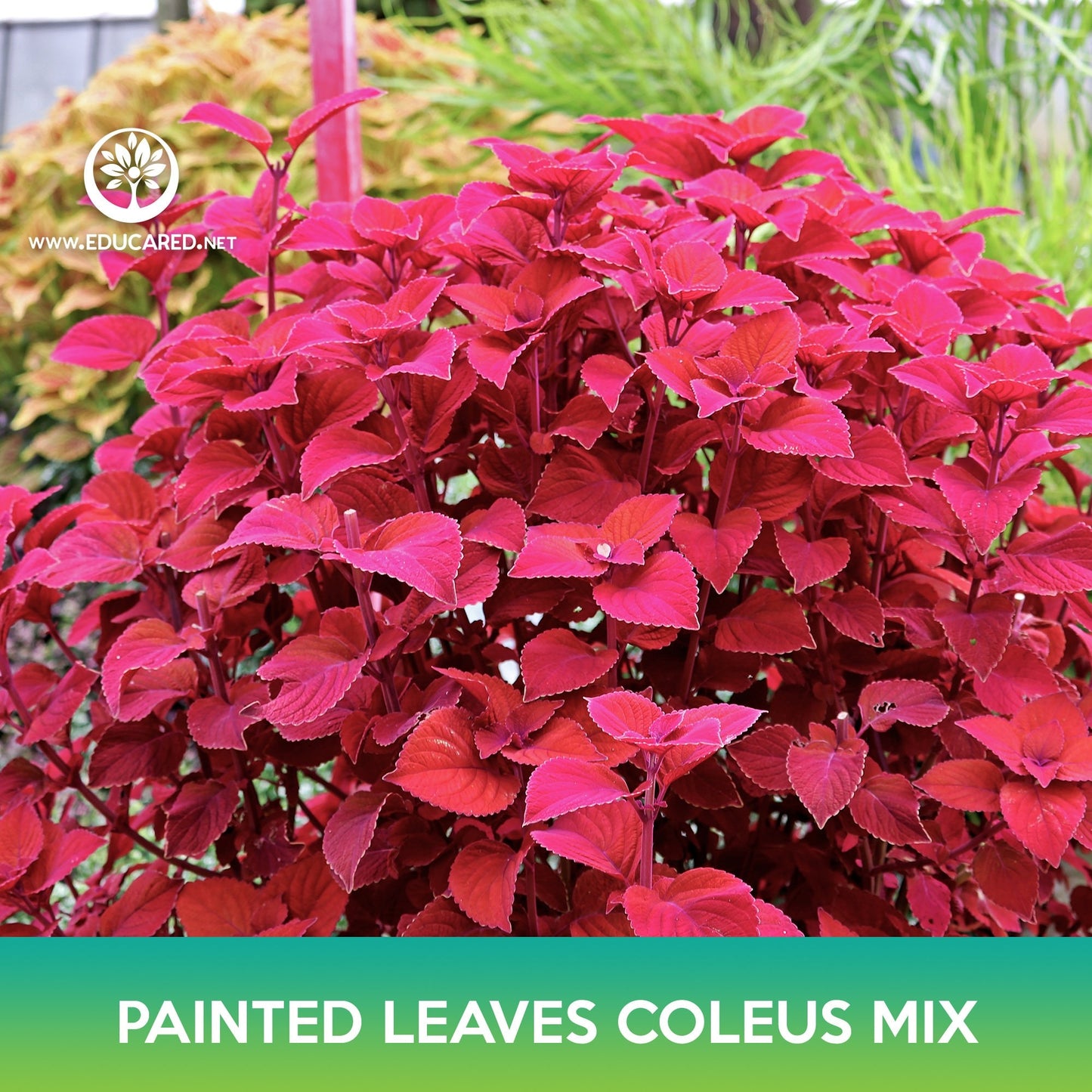 Painted Leaves Coleus Mix Seeds