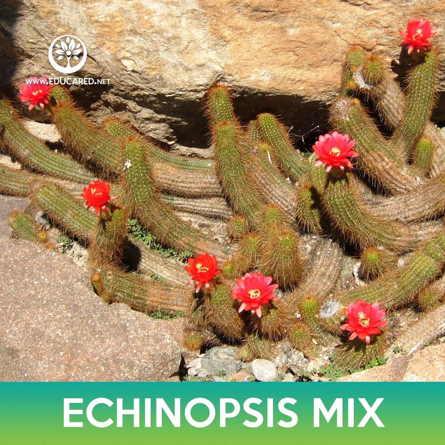 Echinopsis Cactus Mix Seeds