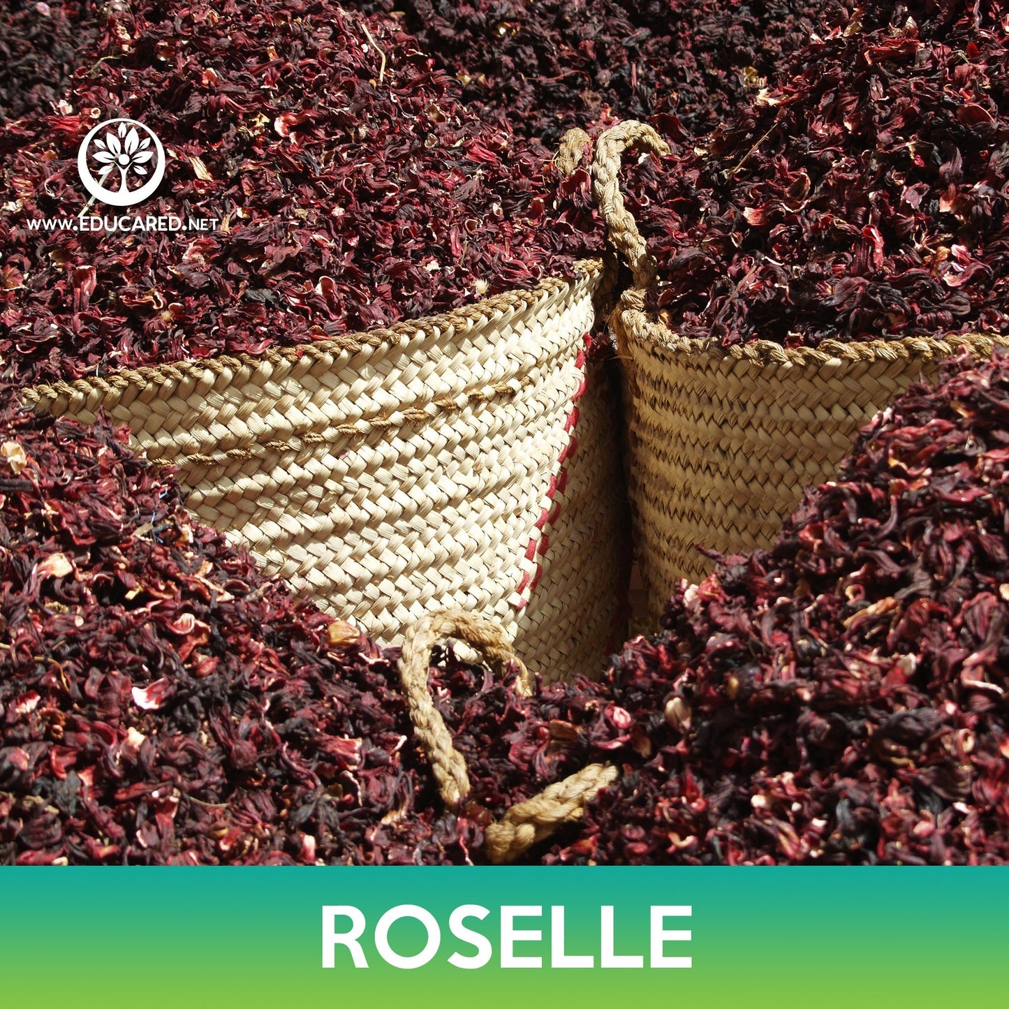 Roselle Seeds, Asian Sour Leaf