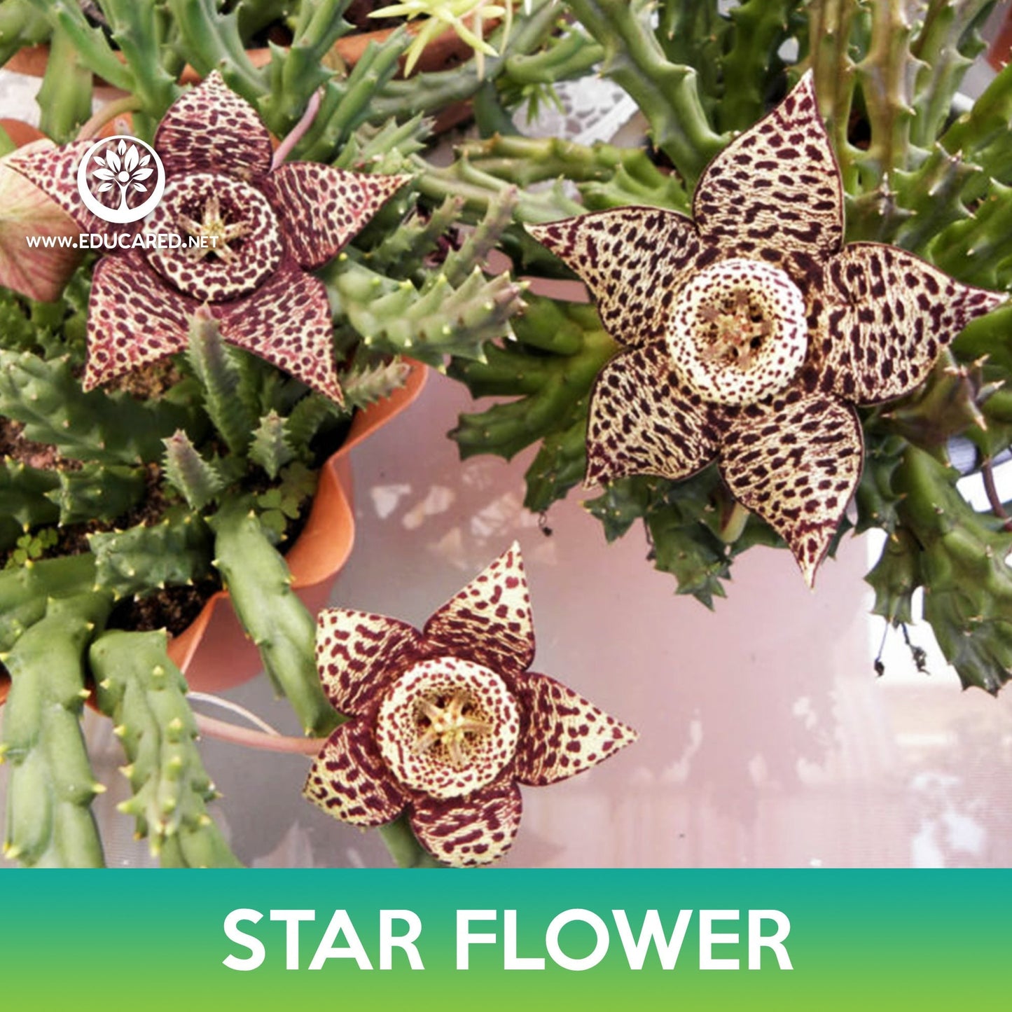 Star Flower Cactus Seeds
