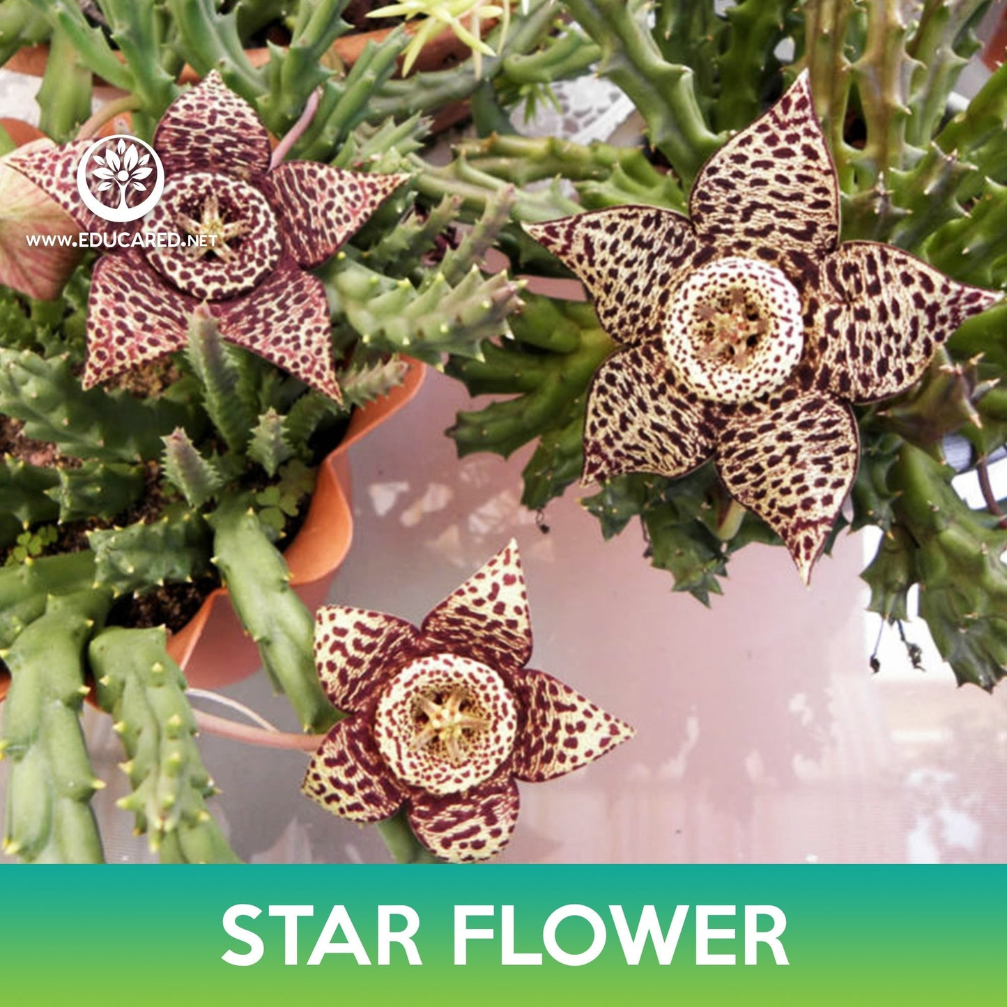 Star Flower Cactus Seeds, Orbea variegata