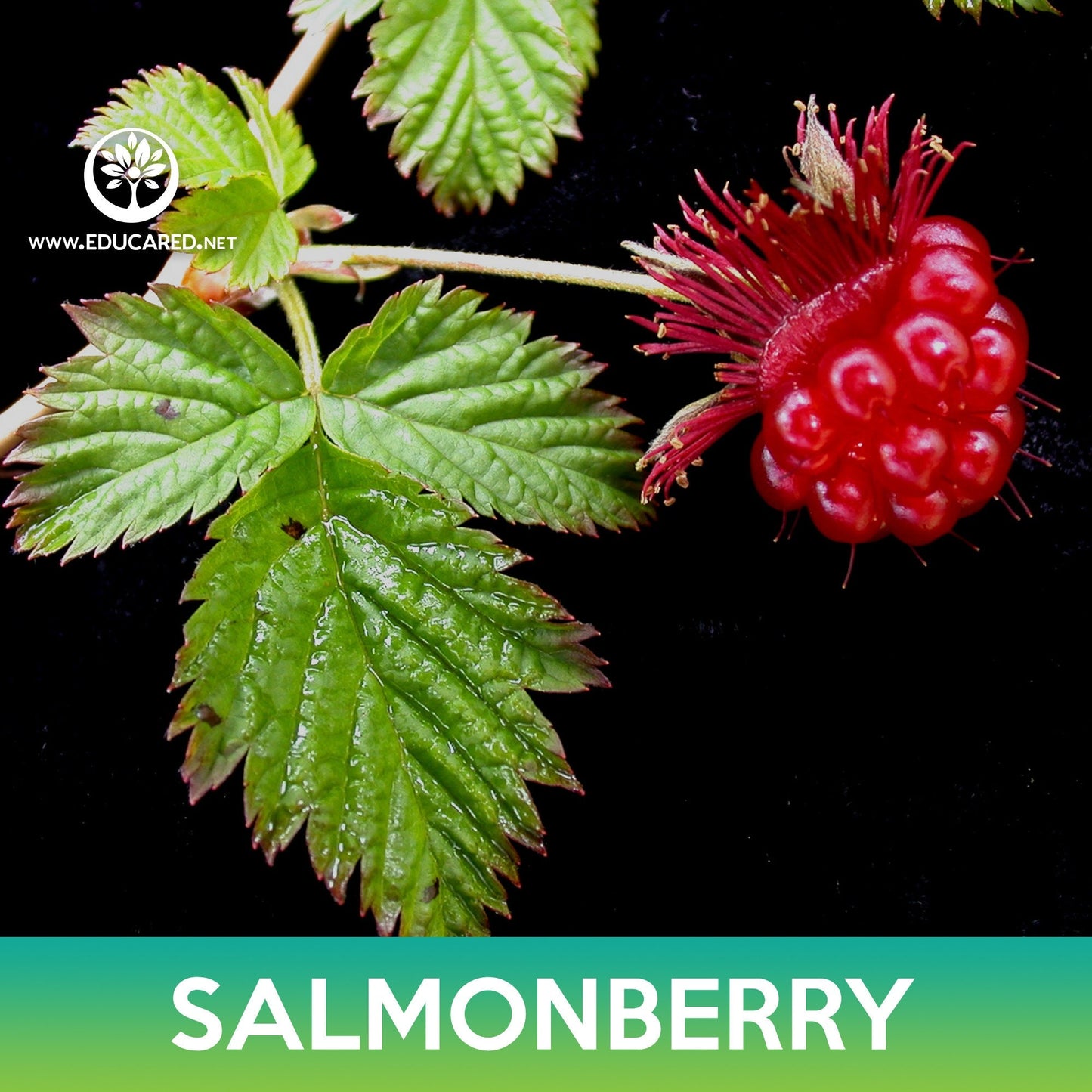 Salmonberry Seeds