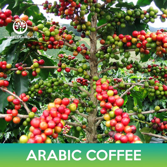 Arabic Coffee Tree Seeds