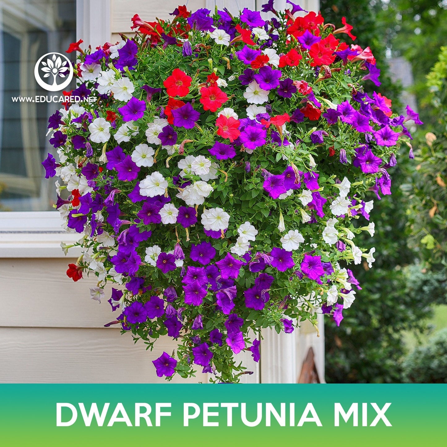 Dwarf Petunia Mix Seeds