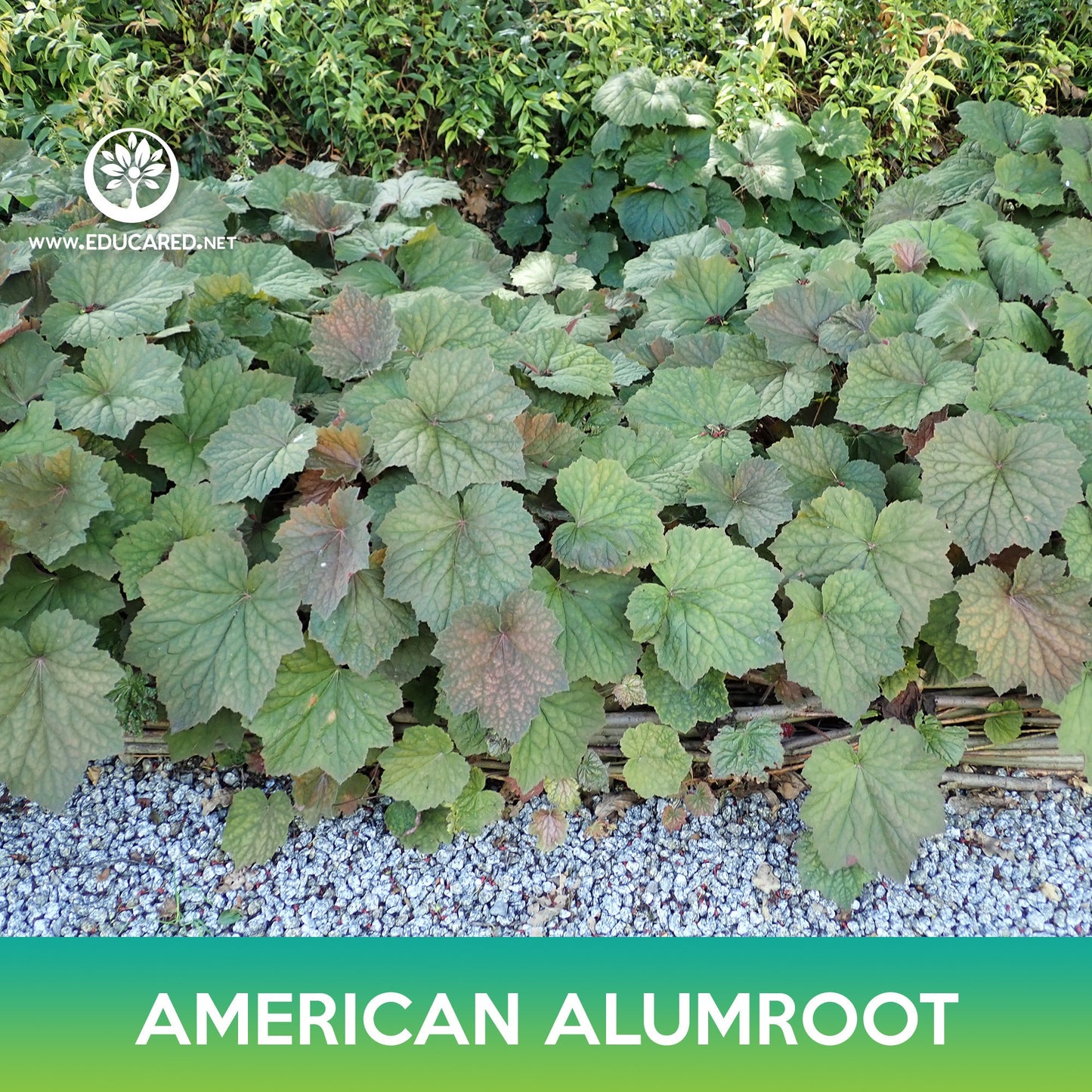 American Alumroot Seeds, Coral Bells
