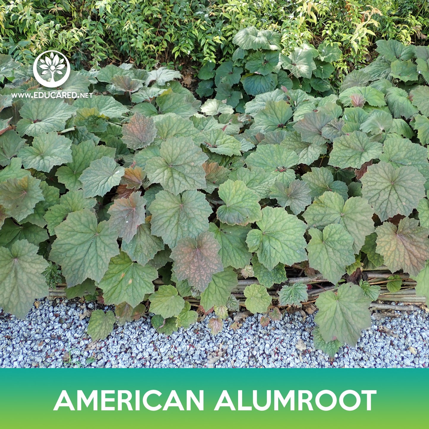 American Alumroot Seeds, Coral Bells, Heuchera Americana Dale's Strain