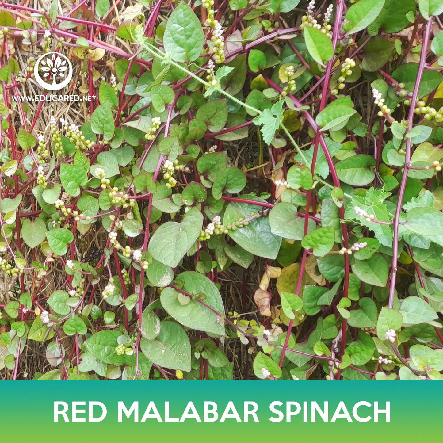 Red Malabar Spinach Seeds