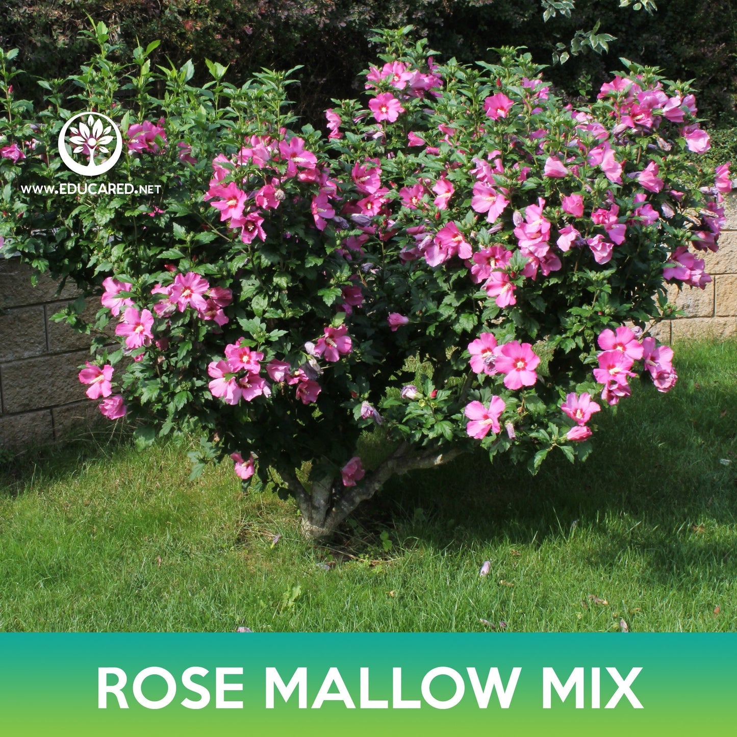 Rose Mallow Mix Seeds, Hibiscus Mix