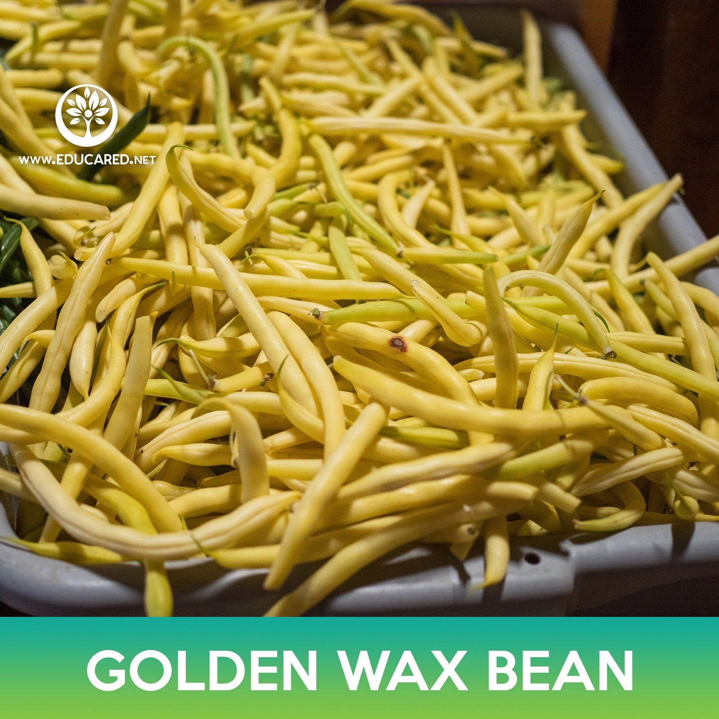 Golden Wax Bean Seeds, Topnotch
