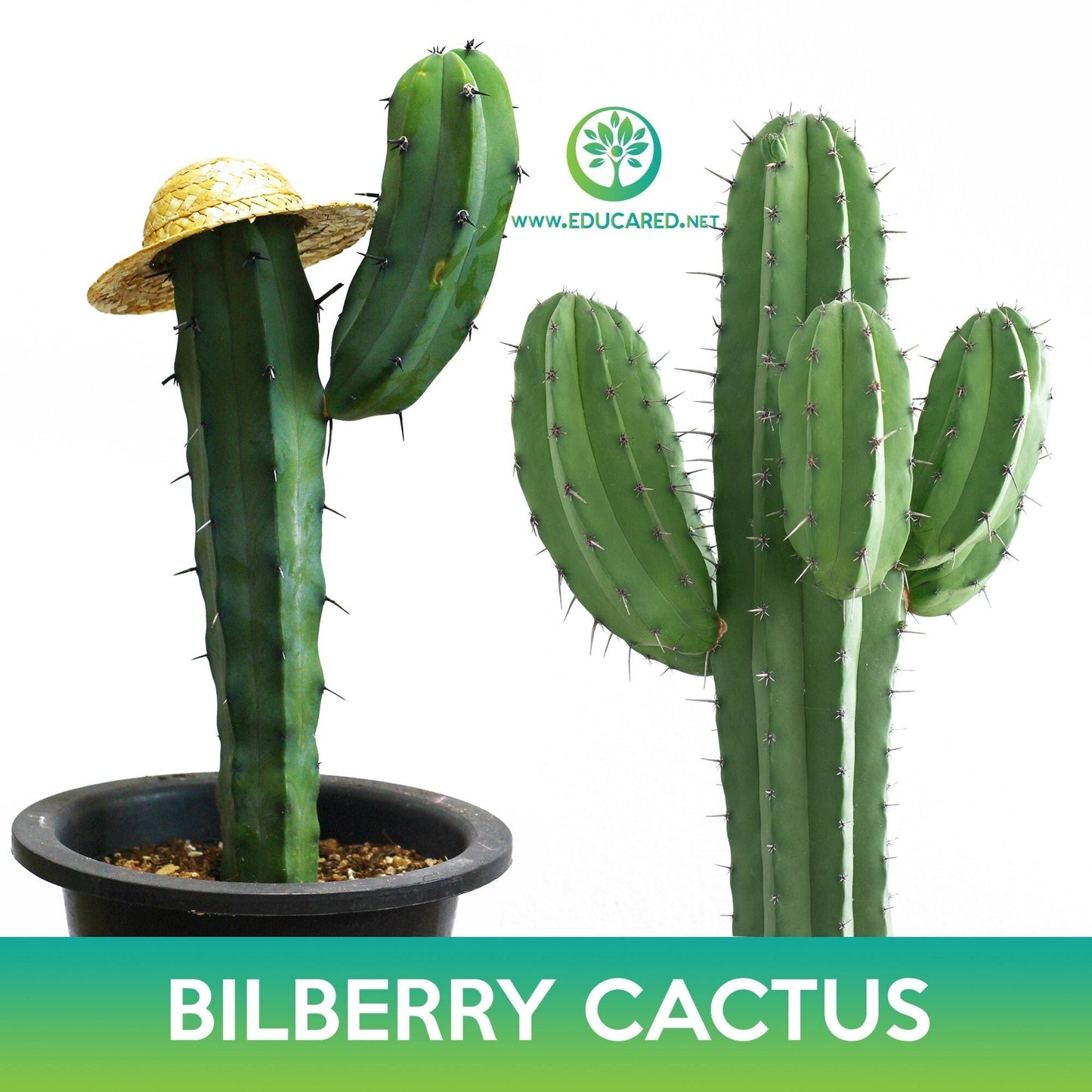 Bilberry Cactus Seeds