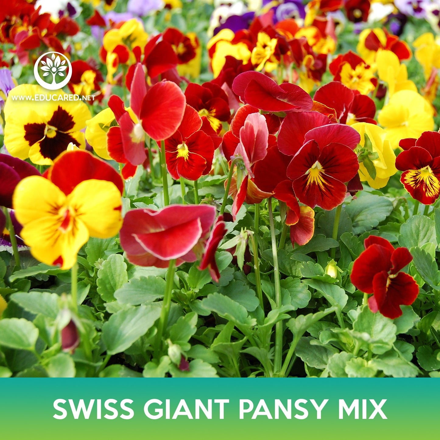 Swiss Giant Pansy Flower Mix Seeds, Viola wittrockiana