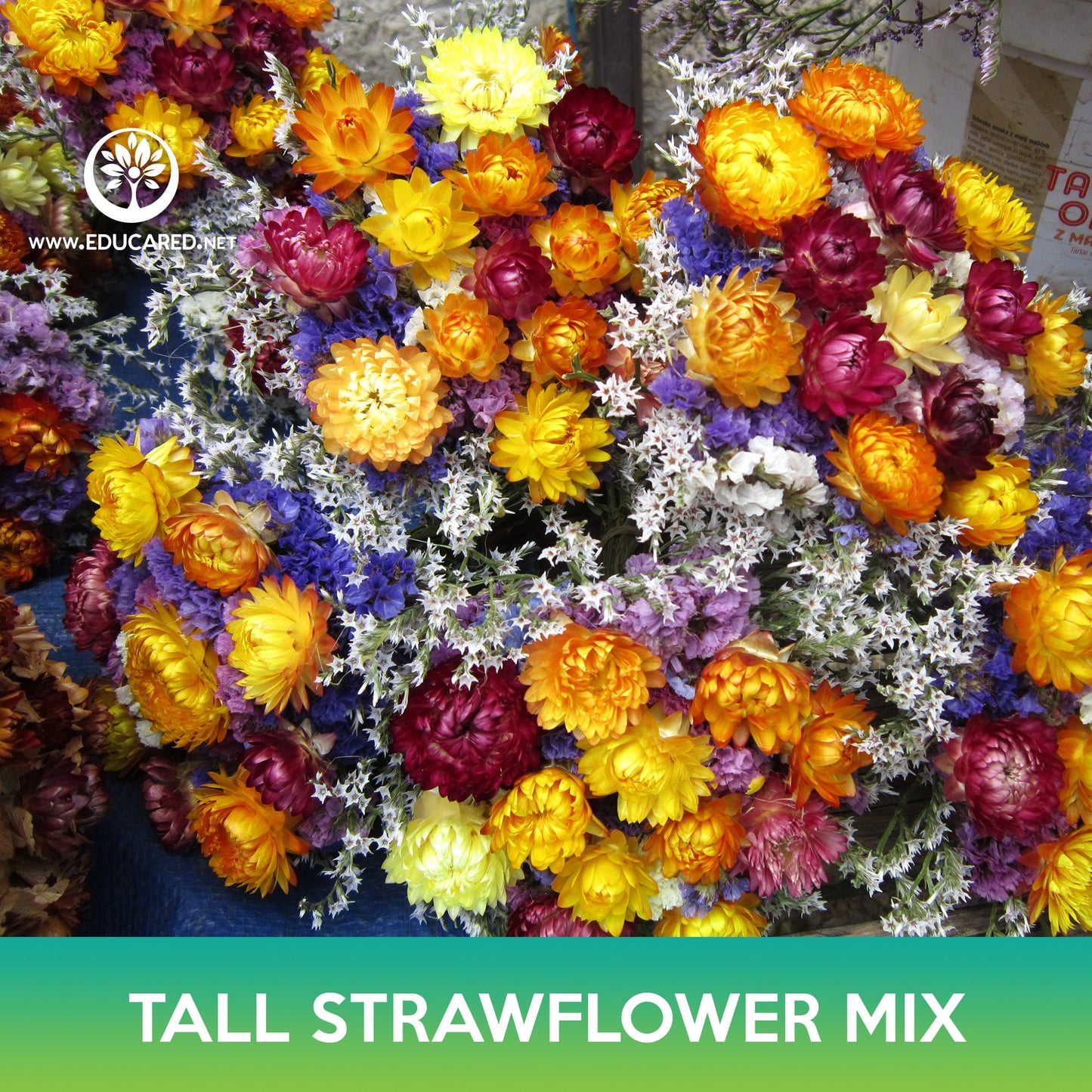 Tall Strawflower Mix Seeds, Helichrysum bracteatum