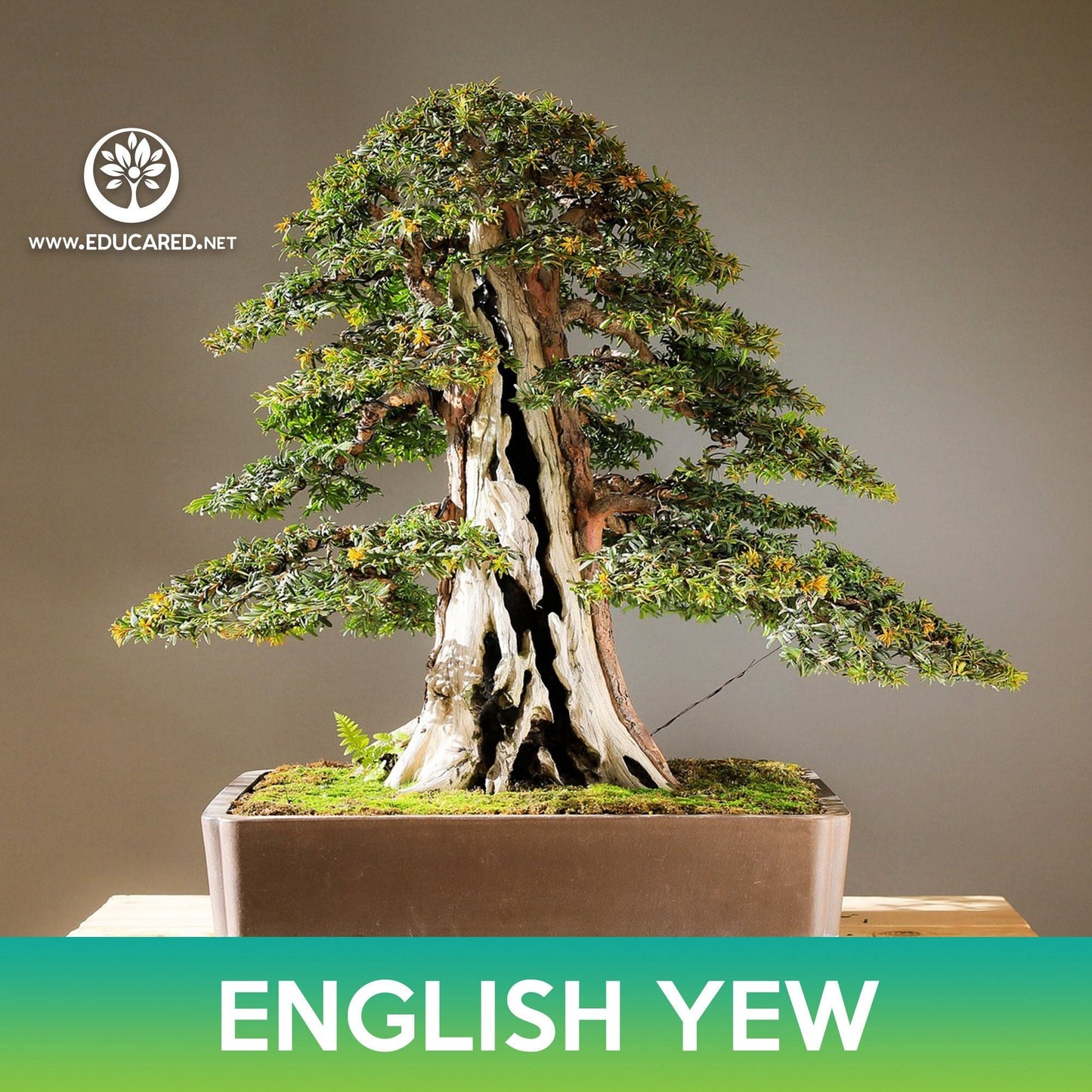 English Yew Tree Seeds, Common Yew