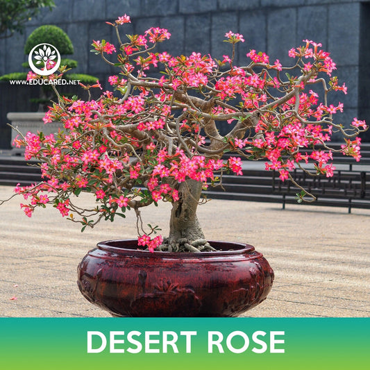 Desert Rose Succulent Tree Seeds