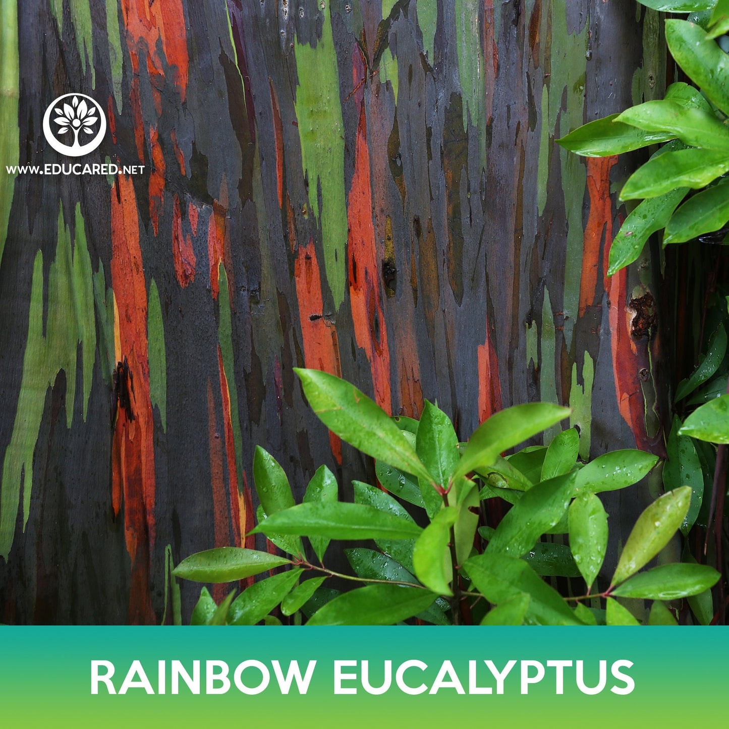 Rainbow Eucalyptus Seeds, Eucalyptus deglupta