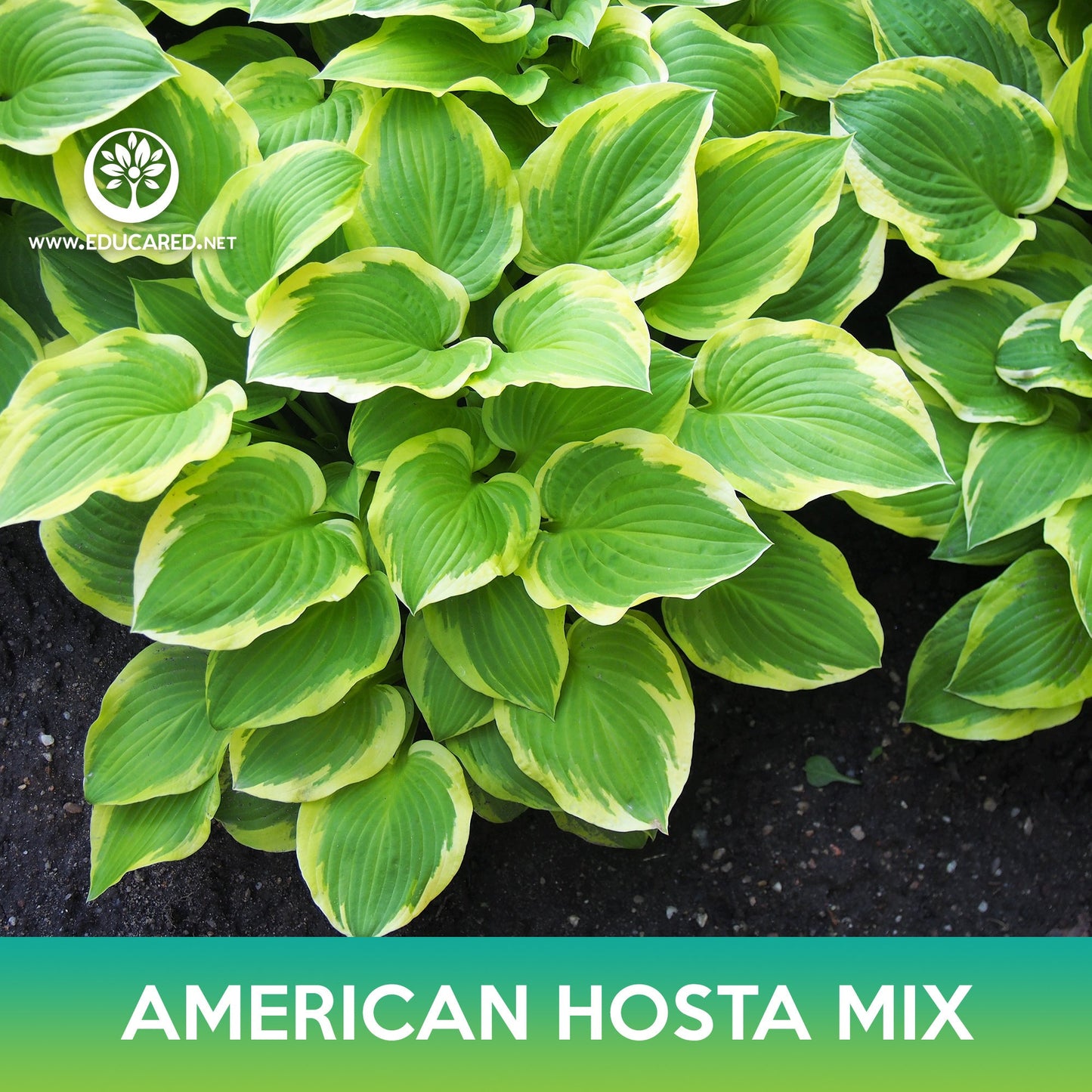 American Hosta Mix Seeds