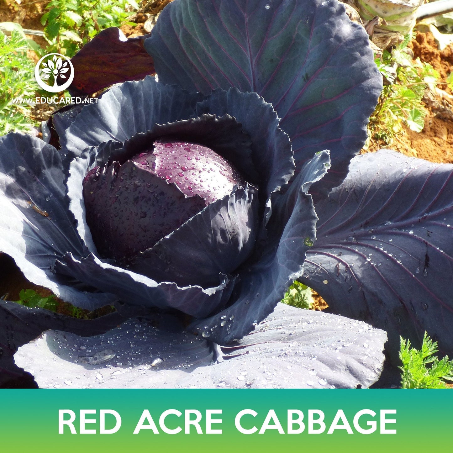 Red Acre Cabbage Seeds