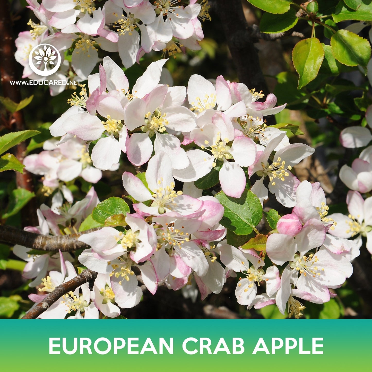 European Crab Apple Seeds, Wild Crab Apple