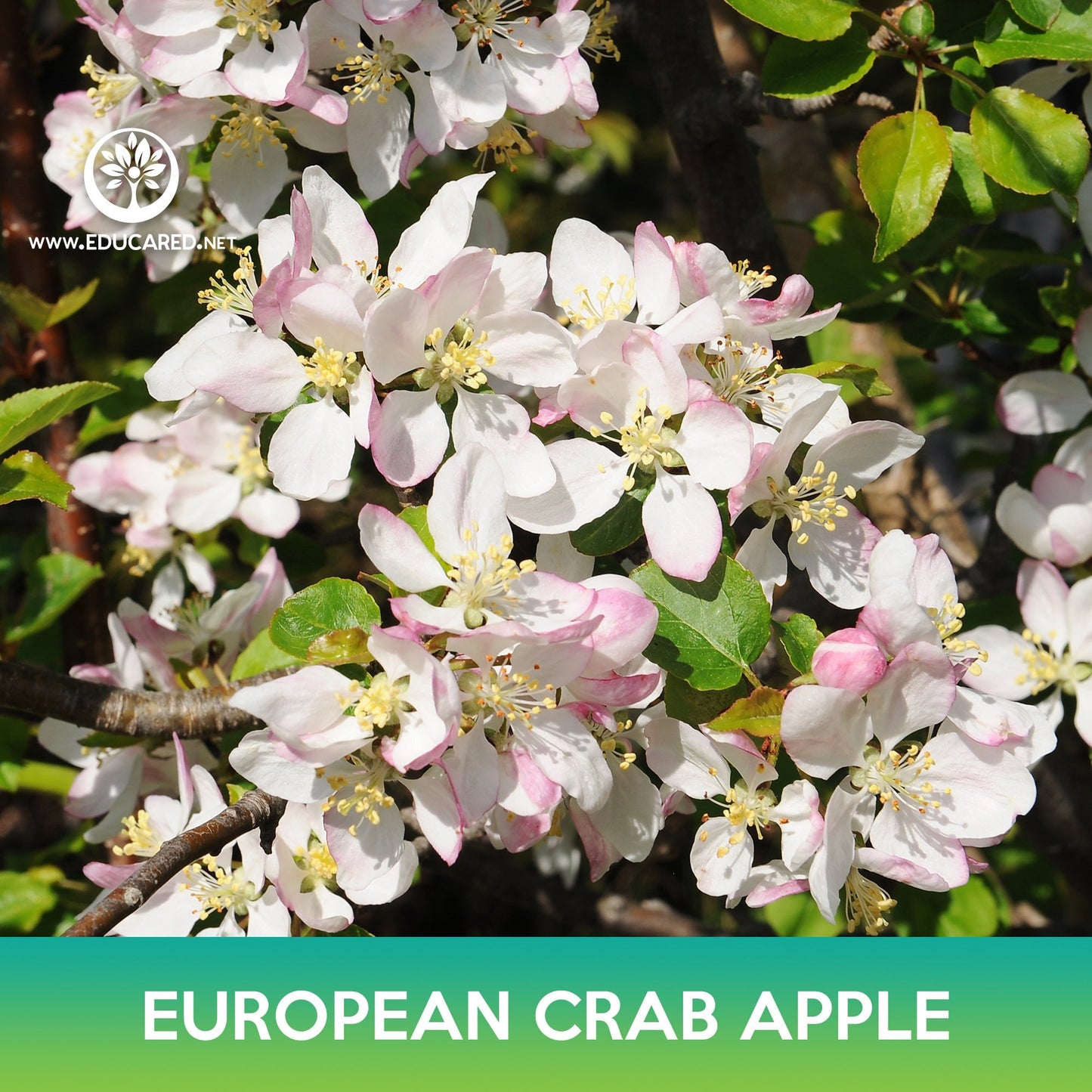 European Crab Apple Seeds, Wild Crab Apple, Malus sylvestris