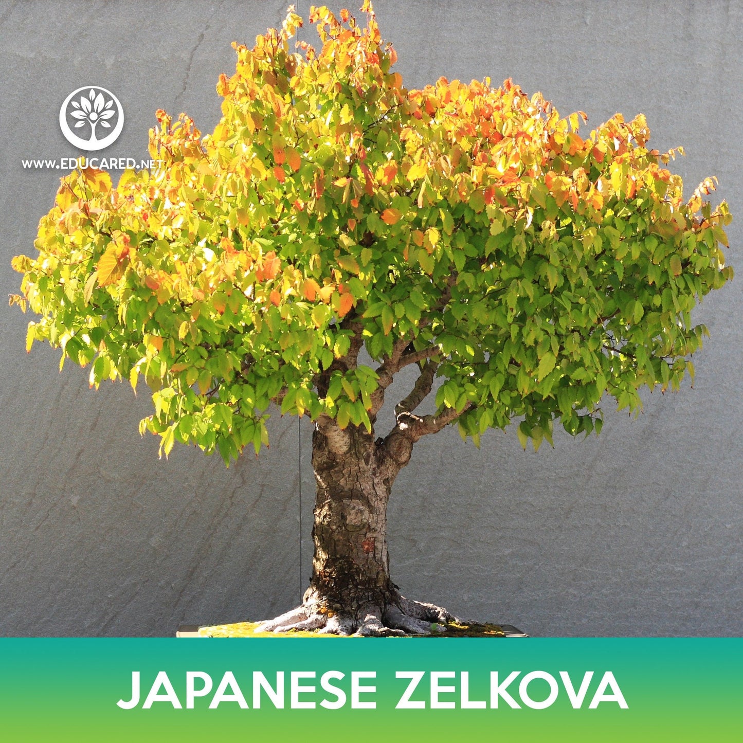 Japanese Zelkova Tree Seeds