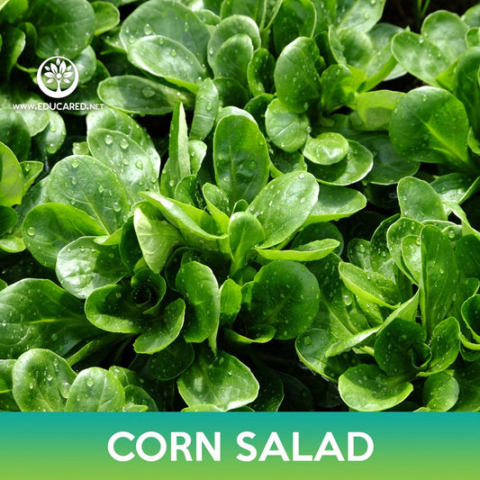 Corn Salad Seeds, Lamb's lettuce