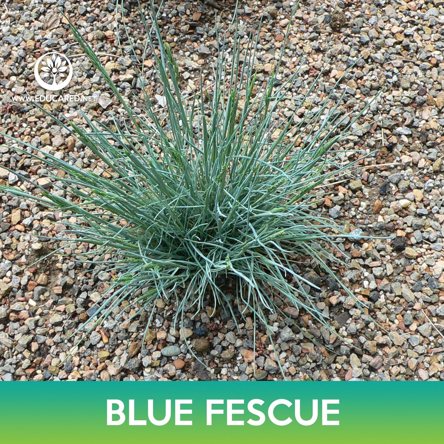 Blue Fescue Grass Seeds, Festuca glauca