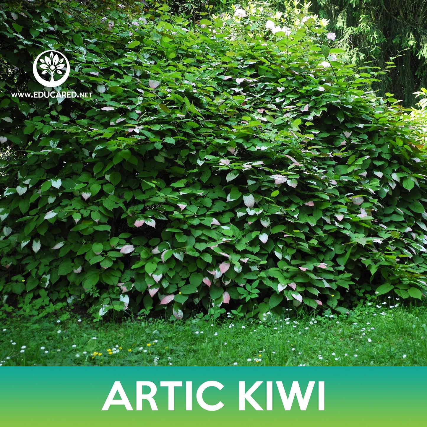 Artic Kiwi Seeds, Variegated Leaf Hardy Kiwi